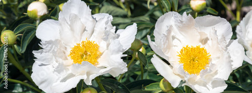 Beautiful white peonies in the garden.