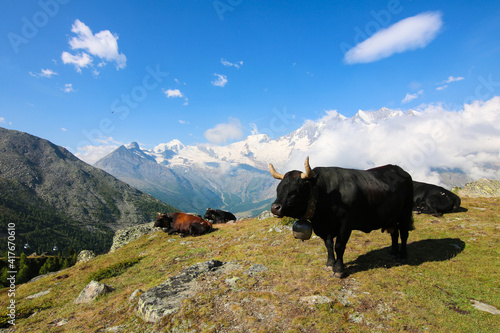 Cow on mountains