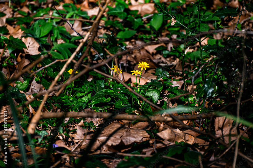 foreground of a small yellow flower in the middle of the shrubs and undergrowth, the first flower of the year still in winter in February. Yellow flower with four small petals, a beautiful wild flower