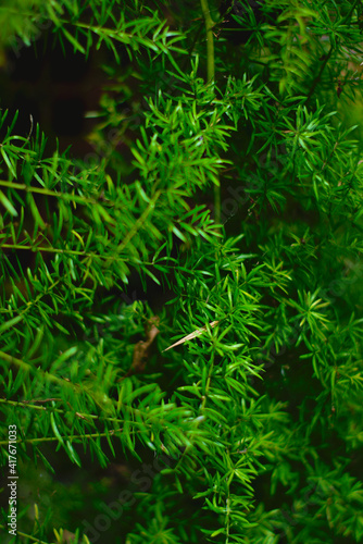 green plant texture