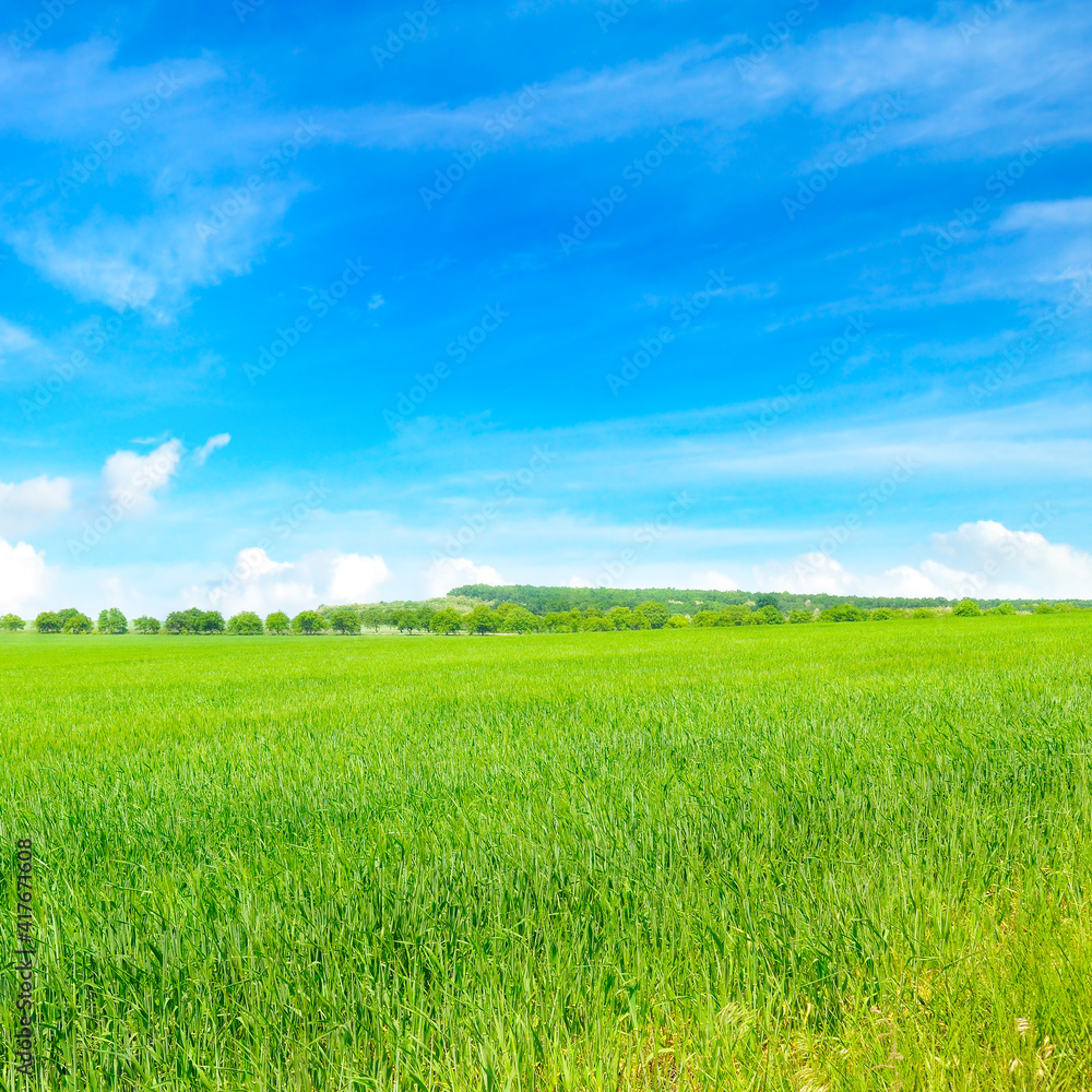 Green wheat field and blue cloudy sky.