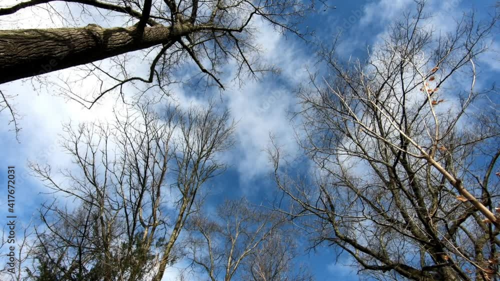 bare trees on a cold sunny day in the park in winter bare trees on a cold sunny day in the park in winter