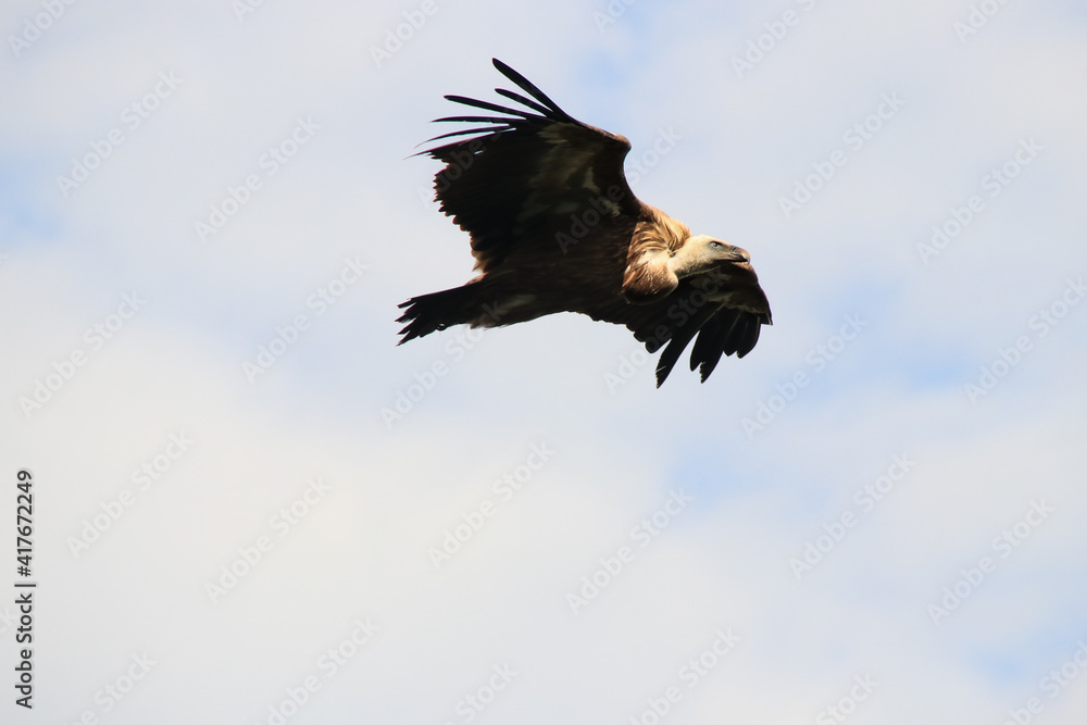 Obraz premium vulture flying