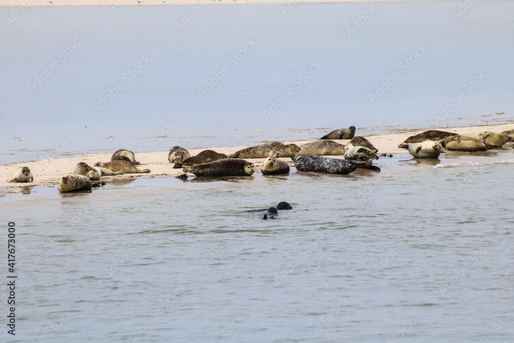 Fototapeta premium Robben auf Sandbank
