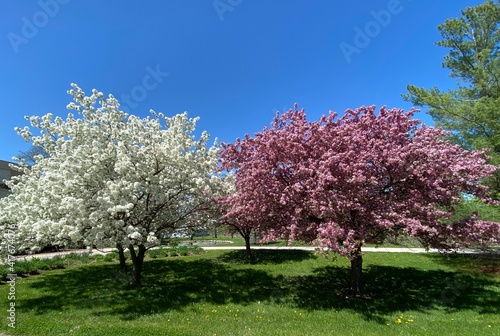  Trees, Spring, Nature, Landscape , blossom, flowering