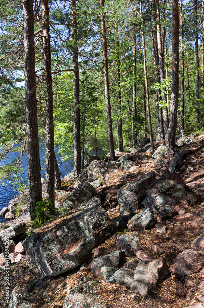 Fototapeta premium pine trees in Repovesi Park