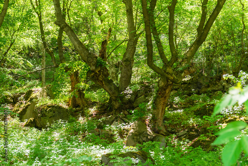 Forest landscape with rich plants and trunks, Armenia