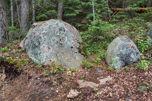 stones in the forest