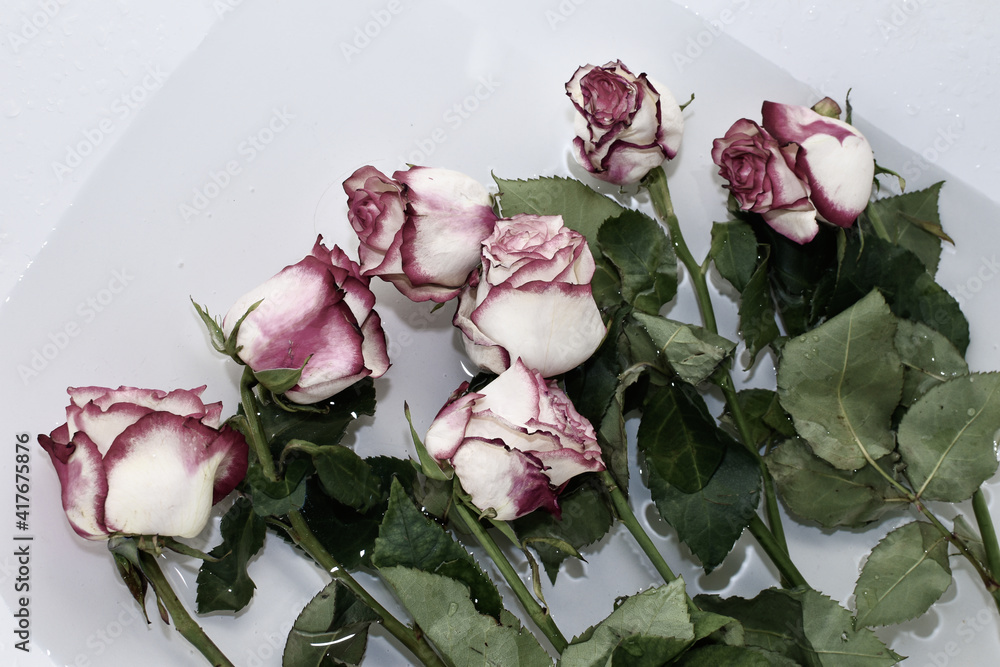 withered roses lie in bath with water. flower care Cut roses are placed