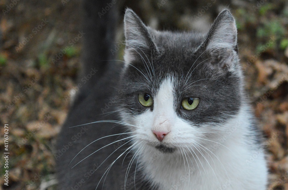 a large domestic gray-white cat