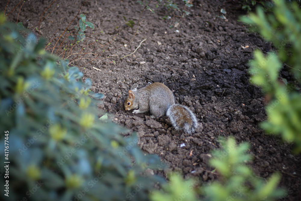 Fototapeta premium London