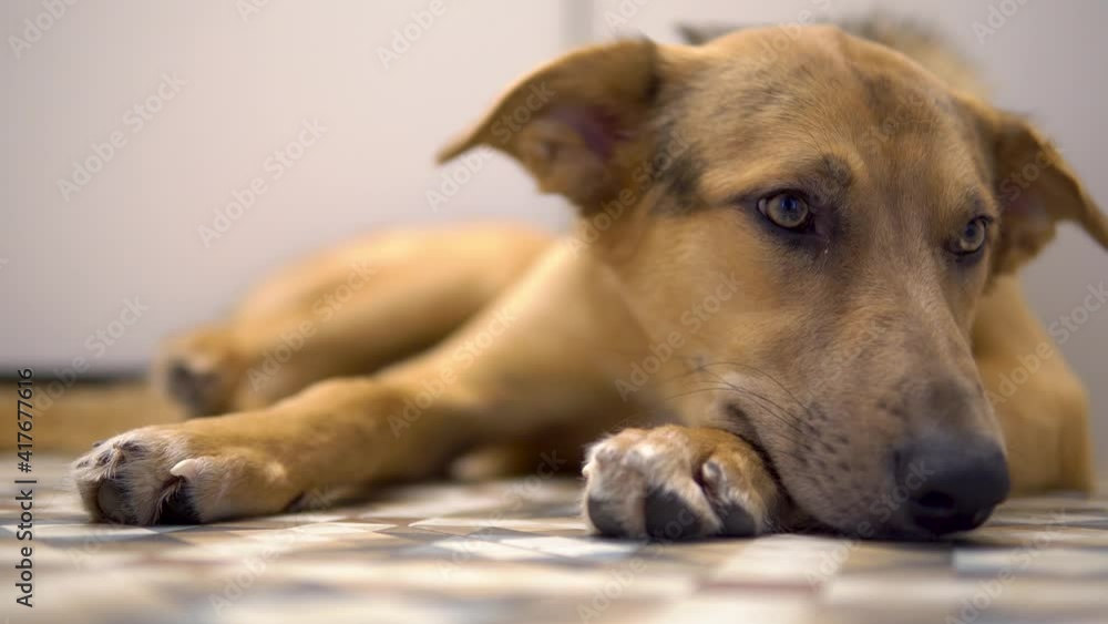 Bored dog has a rest on the bathroom floor Bored dog has a rest on the bathroom floor