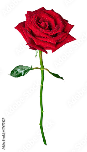 red rose on white background