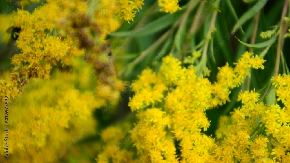 Flying honey bee collecting pollen at yellow flower. Bee flying over the yellow flower in blur background Flying honey bee collecting pollen at yellow flower. Bee flying over the yellow flower in blur background