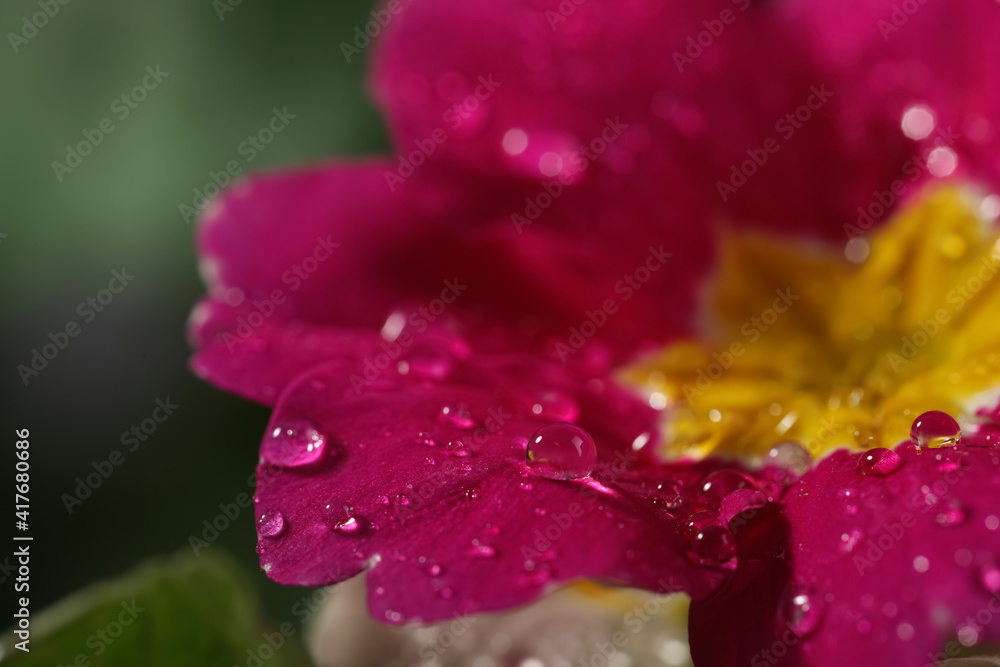 Closeup view of beautiful blooming flower with dew drops Closeup view of beautiful blooming flower with dew drops