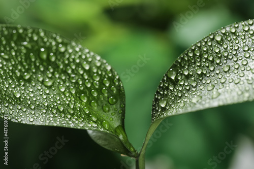 Closeup view of beautiful green leaves with dew drops