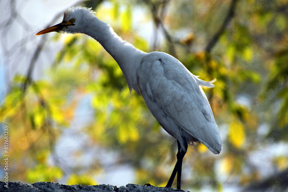 Beautiful picture of white bird. Selective Focus On Subject Beautiful picture of white bird. Selective Focus On Subject
