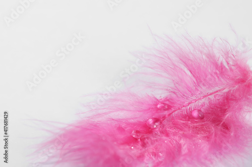Closeup view of beautiful feather with dew drops on white background  space for text