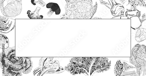 Hand drawn rectangular banner. Sketch rectangular banner. White, savoy, chinese, curly cabbage. Bok choy and kale. Broccoli and brussels sprouts. Kohlrabi and cauliflower. Vector illustration