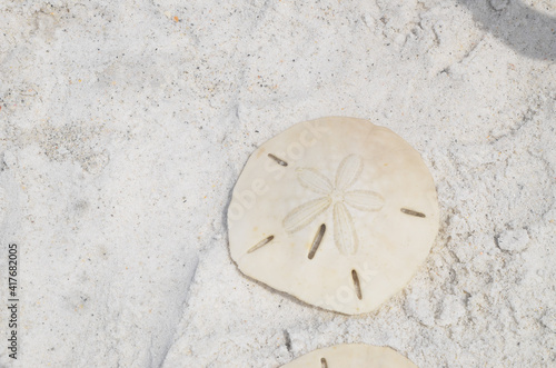dstock-images sand dollar on the beach