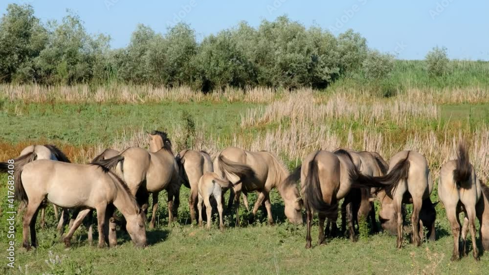 Slow motion, Wild horses mare with a foal grazes in a green meadow. Wild Konik or Polish primitive horse. Ermakov island, Danube Biosphere Reserve in Danube delta, Ukraine Slow motion, Wild horses mare with a foal grazes in a green meadow. Wild Konik or Polish primitive horse. Ermakov island, Danube Biosphere Reserve in Danube delta, Ukraine