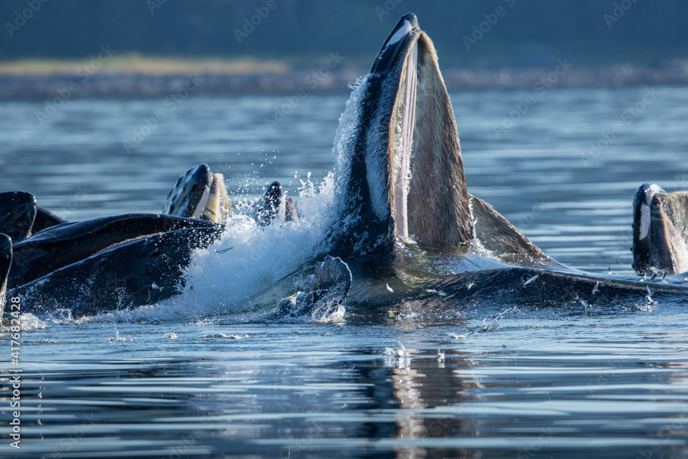 Fototapeta premium USA, Alaska, Herring fish leap trying to flee from Humpback Whales (Megaptera novaeangliae) surface as they bubble net feeding in Frederick Sound on summer afternoon