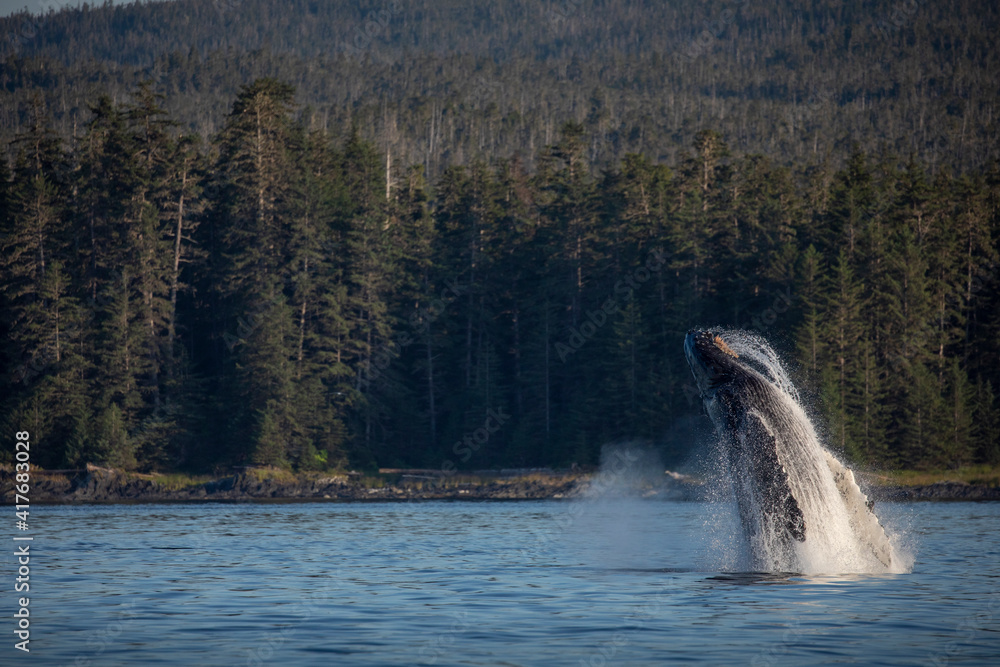 Obraz premium USA, Alaska, Water streams from breaching Humpback Whale (Megaptera novaeangliae) in Frederick Sound near Kupreanof Island