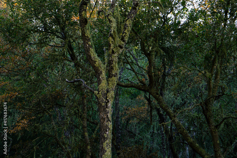 Obraz premium Trees in the dark forest.