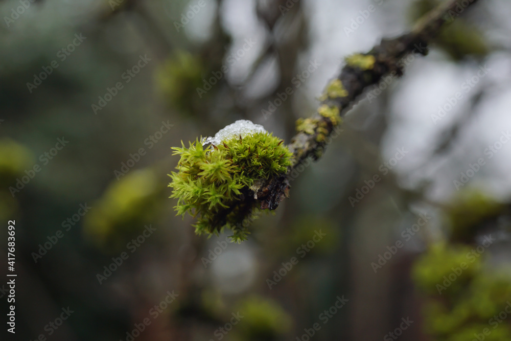 Mousse avec un reste de neige sur une branche d'arbre -
Moss with snow remains on a tree branch Mousse avec un reste de neige sur une branche d'arbre -
Moss with snow remains on a tree branch