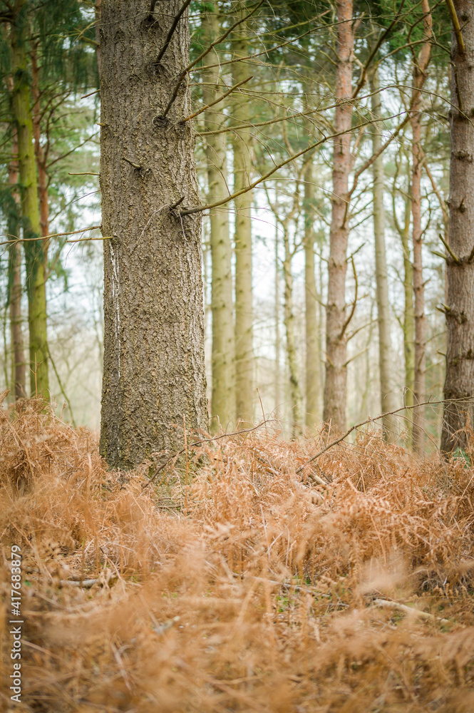 Fototapeta premium A forest in England in the spring / season