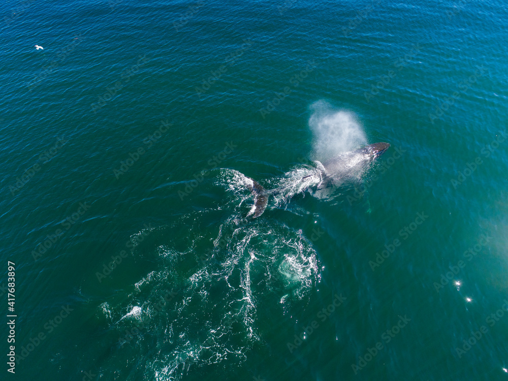 Fototapeta premium USA, Alaska, Aerial view of Humpback Whale (Megaptera novaeangliae) breathing at surface of Frederick Sound while bubble net feeding on herring shoal on summer afternoon