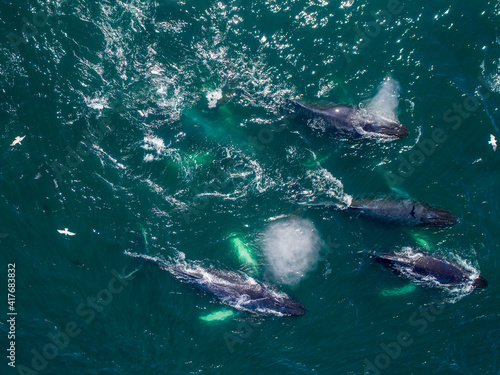 USA, Alaska, Aerial view of Humpback Whales (Megaptera novaeangliae) swimming together at surface of Frederick Sound while bubble net feeding on herring shoal on summer afternoon