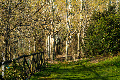 dry trees with bush green grass and wooden fence