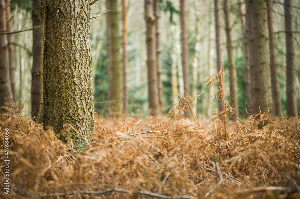 A forest in England in the spring / season A forest in England in the spring / season