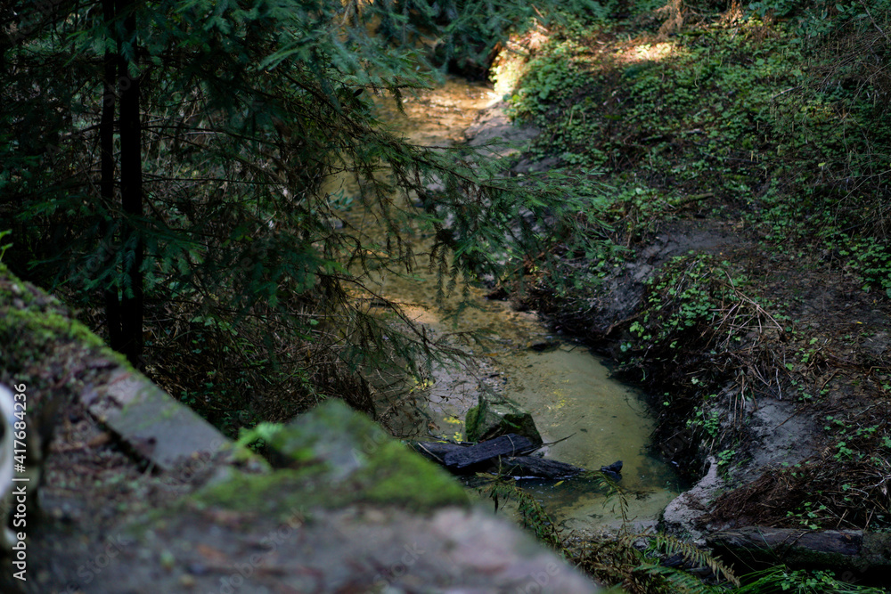 stream through forest stream through forest