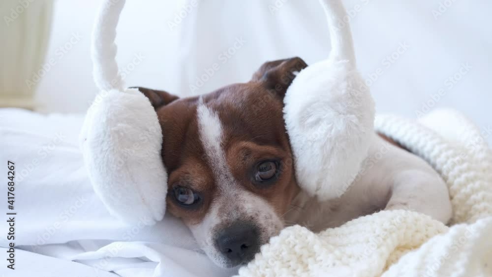 4k. Small cute chihuahua dog sleeping and lying in earmuffs in white bed. 4k. Small cute chihuahua dog sleeping and lying in earmuffs in white bed.