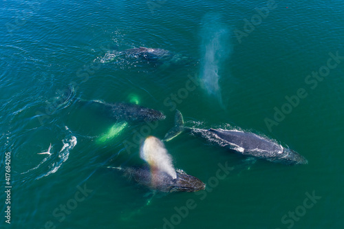 USA, Alaska, Aerial view of Humpback Whales (Megaptera novaeangliae) swimming together at surface of Frederick Sound while bubble net feeding on herring shoal on summer afternoon