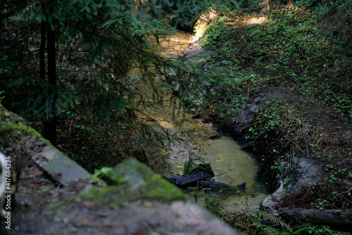 stream through forest