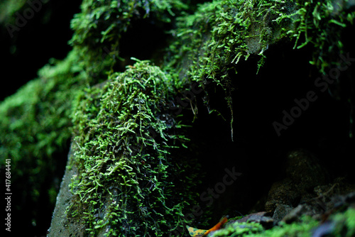 fern in the forest