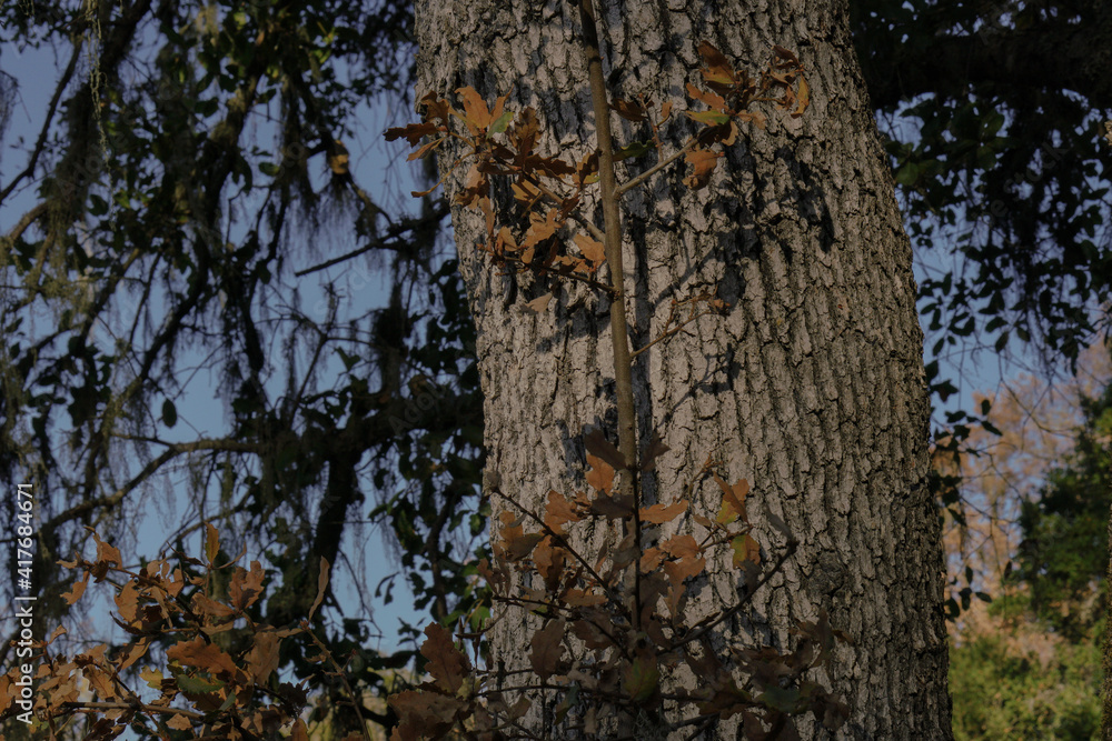 tree in the park