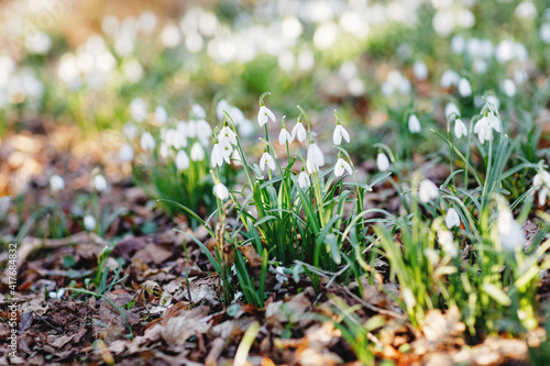 Blossoming snowdrop flowers in forest on sunny spring day. Lot of snowdrops  flower meadow. Beautiful springtime.