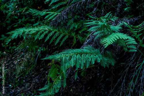Fototapeta Naklejka Na Ścianę i Meble -  fern in the forest