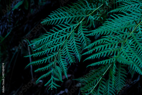 fern leaves © Ashley
