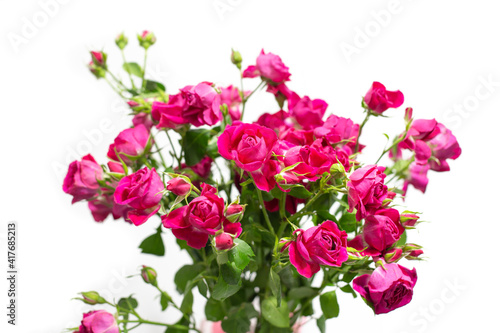 A bouquet of small spray roses of bright pink color, soft focus. Beautiful natural flowers on a white background for congratulations, gift, compliment