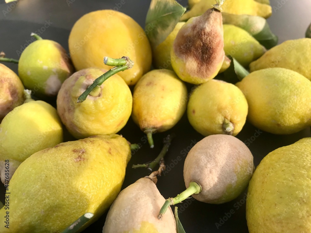 Zitronen am Markt 