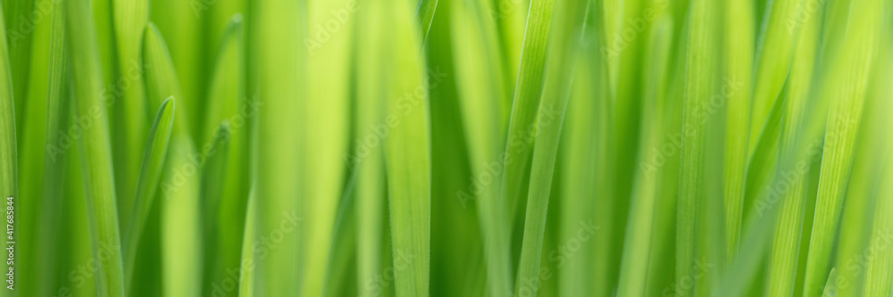 Closeup nature view of spring green grass backround lawn natural. leaf in sunlight, image of purity and freshness of nature, copy space. macro. ecology, fresh wallpaper concept. banner ready Closeup nature view of spring green grass backround lawn natural. leaf in sunlight, image of purity and freshness of nature, copy space. macro. ecology, fresh wallpaper concept. banner ready