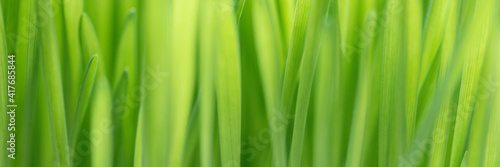 Closeup nature view of spring green grass backround lawn natural. leaf in sunlight, image of purity and freshness of nature, copy space. macro. ecology, fresh wallpaper concept. banner ready