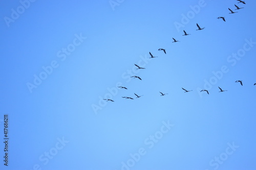 Formation der Wildgänse