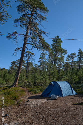 A tourist tent is set up next to a tall pine tree.