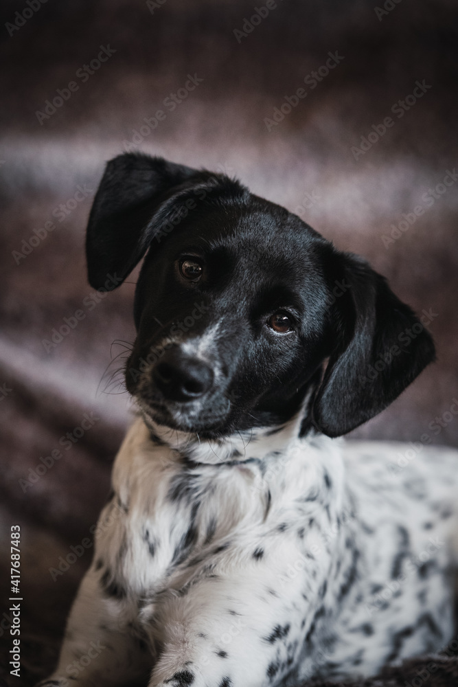 Facial portrait of an attentive female dog puppy Facial portrait of an attentive female dog puppy